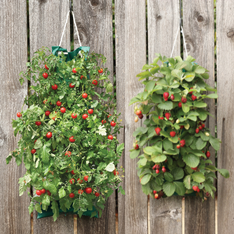 Hanging Cherry Tomato & Strawberry Kit Combo 2 kits